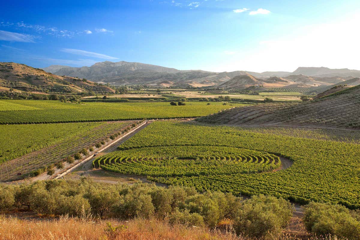 Vitigni autoctoni e sostenibilità: la missione di Librandi per il vino calabrese