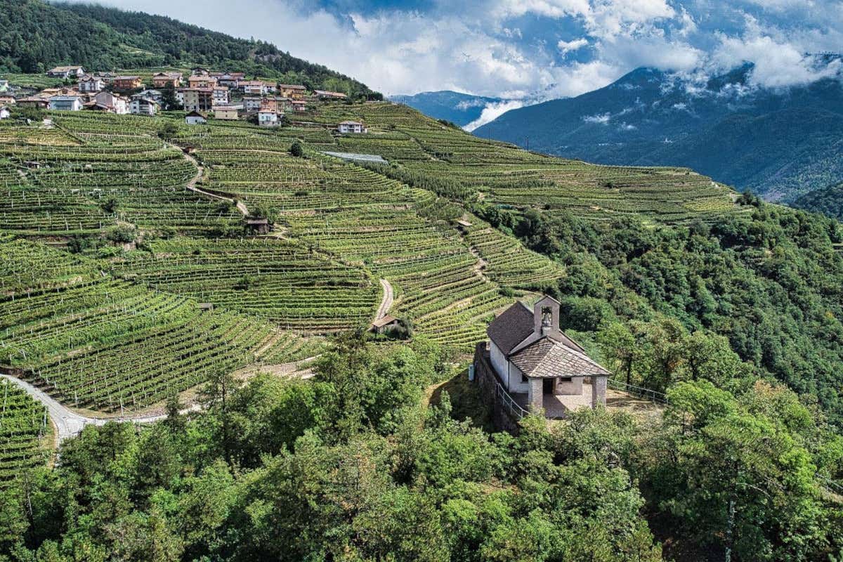 Il Müller Thurgau torna protagonista tra degustazioni, vigneti e cultura di montagna Il Müller Thurgau torna protagonista tra degustazioni, vigneti e cultura di montagna