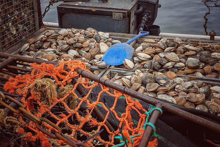 Ue, sì alla pesca di vongole più piccole Ue, sì alla pesca di vongole più piccole