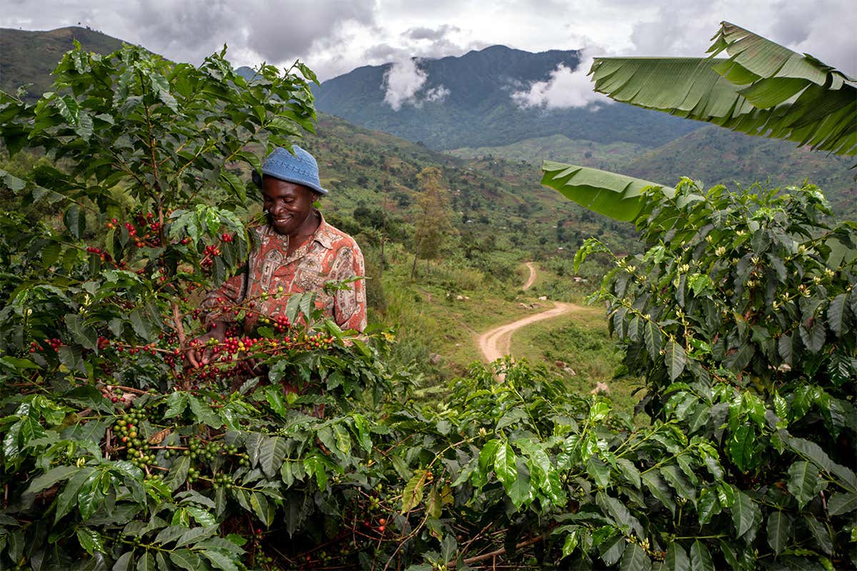 Nespresso ha introdotto Amaha awe Uganda&nbsp; dalle regioni dei Monti Rewenzori in Uganda Caffe biologico in CongoRinascita grazie a Nespresso