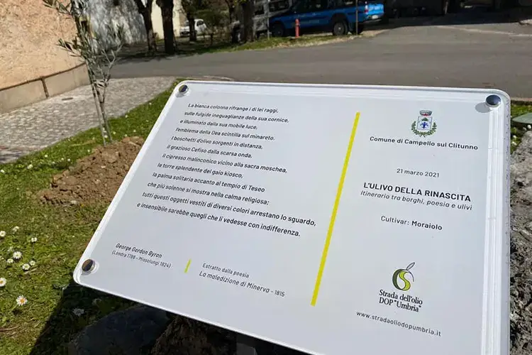 Una delle targhe poste di fronte ad ogni Ulivo della Rinascita piantato