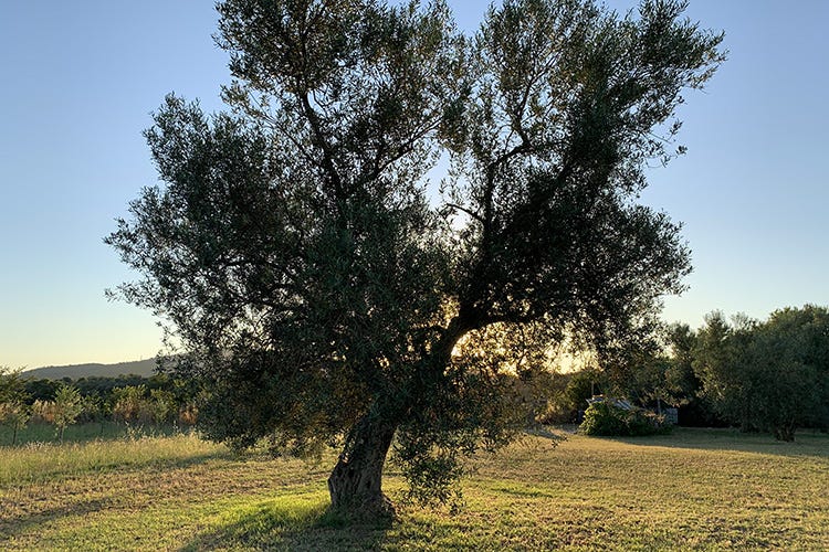 Un ulivo nei pressi del frantoio Olio extravergine di oliva Il piacere al centro dell’Etruria