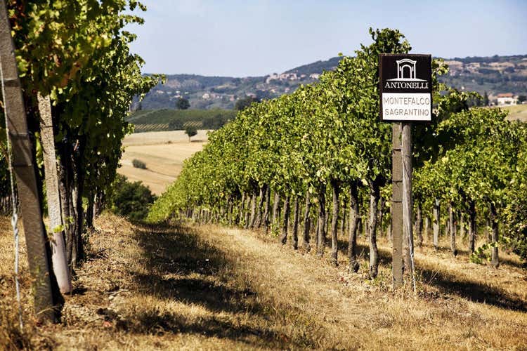 (L&rsquo;Umbria si scopre coi sapori di Antonelli A Montefalco vino ed olio da gustare)