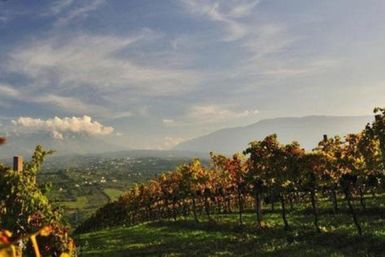 Un vino per raccontare il territorio Le potenzialità nascoste dell'Abruzzo