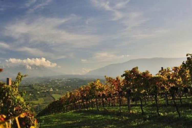 Un vino per raccontare il territorio Le potenzialità nascoste dell'Abruzzo Un vino per raccontare il territorio Le potenzialità nascoste dell'Abruzzo