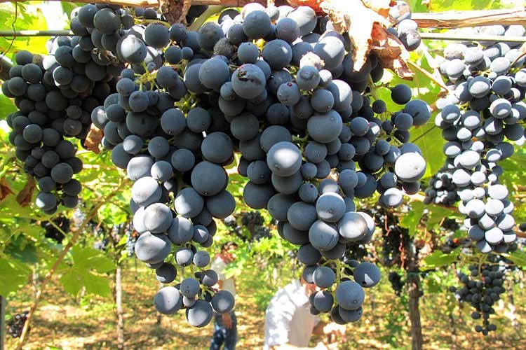 Un vino per raccontare il territorio Le potenzialità nascoste dell'Abruzzo Un vino per raccontare il territorio Le potenzialità nascoste dell'Abruzzo