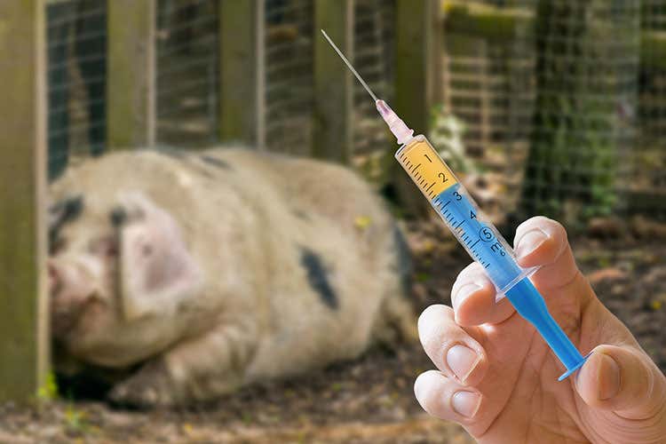 (Antibiotici in agricoltura,  67% nel 2030 Pi&ugrave; resistenza, rischio per la salute)