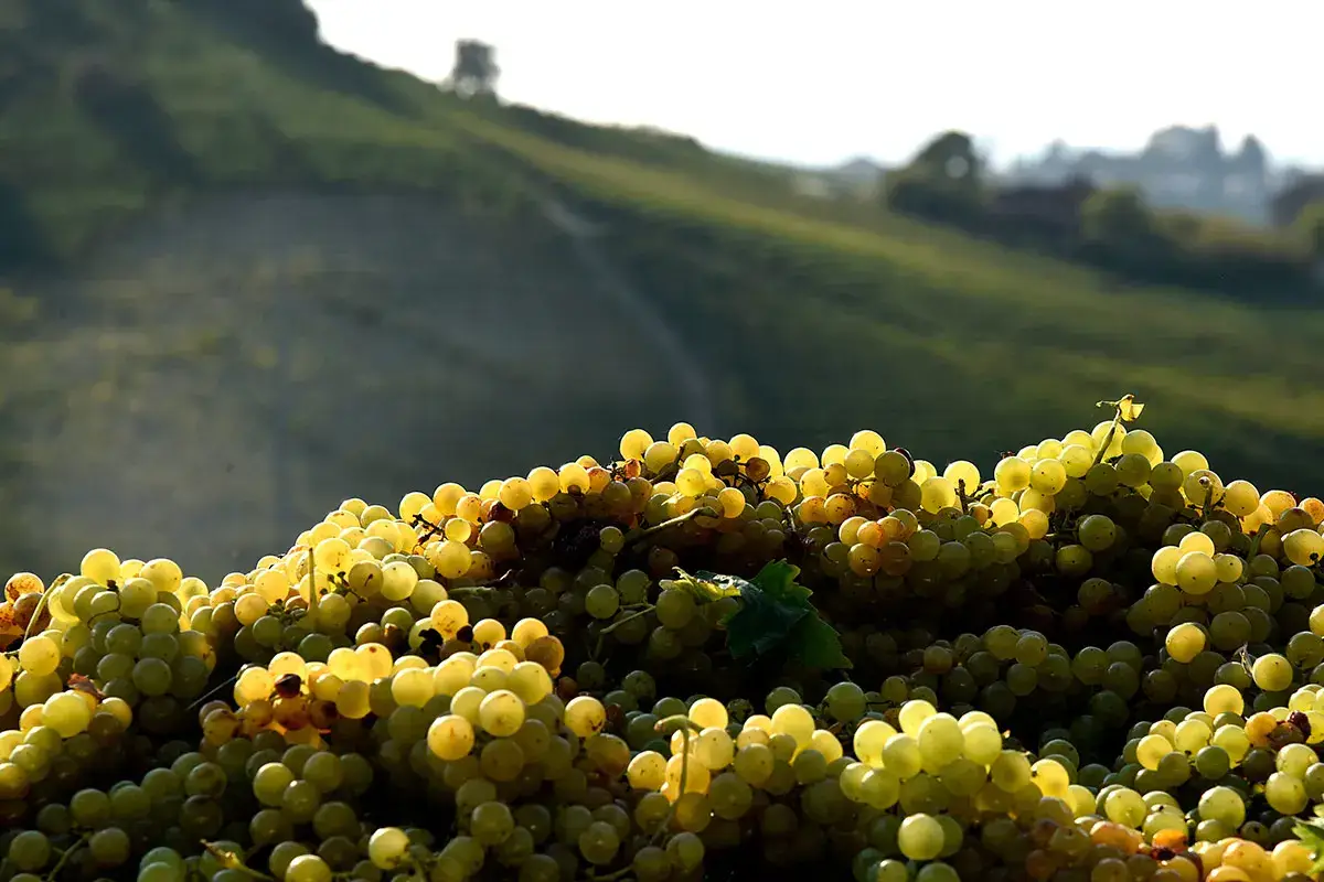 Uva Moscato &pound;$It&rsquo;s time to celebrate!$&pound; Con Asti Spumante e Moscato d&rsquo;Asti
