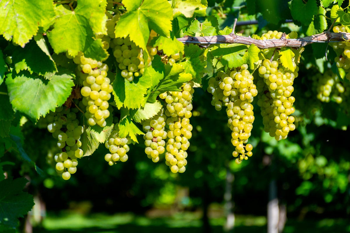 Nel Basso Lazio e nella provincia di Latina trovano spazio soprattutto i vitigni internazionali come Syrah, Merlot, Cabernet Franc, Petit Verdot e Chardonnay Lazio quando la diversità è la forza del vino