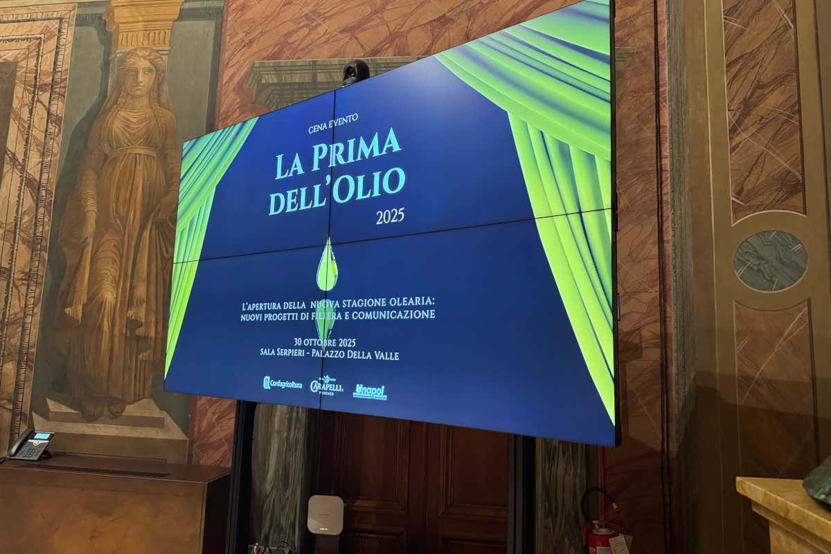 Olio evo: produzione italiana a 300mila tonnellate, +21% rispetto allo scorso anno Olio evo: produzione italiana a 300mila tonnellate, +21% rispetto allo scorso anno