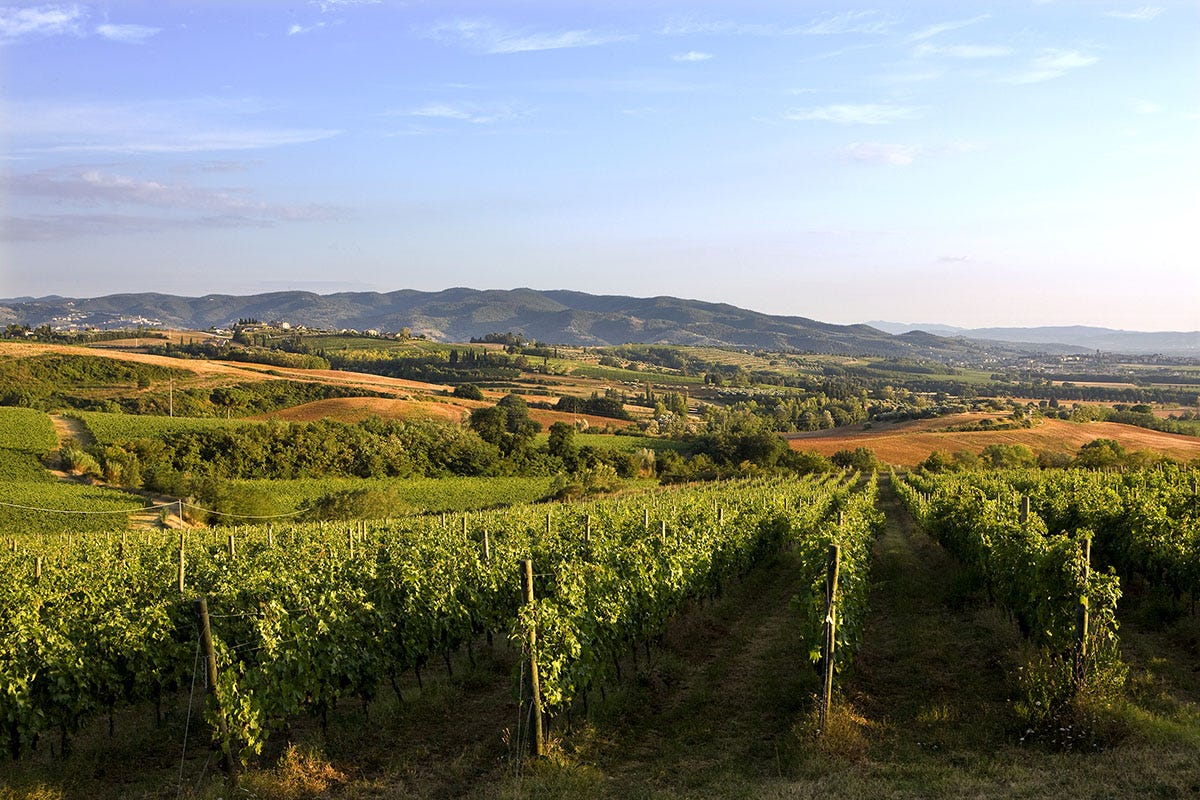 Vigna Monticchio, Torgiano Montefalco, Colli del Trasimeno e Torgiano: i vini emblema dell’Umbria