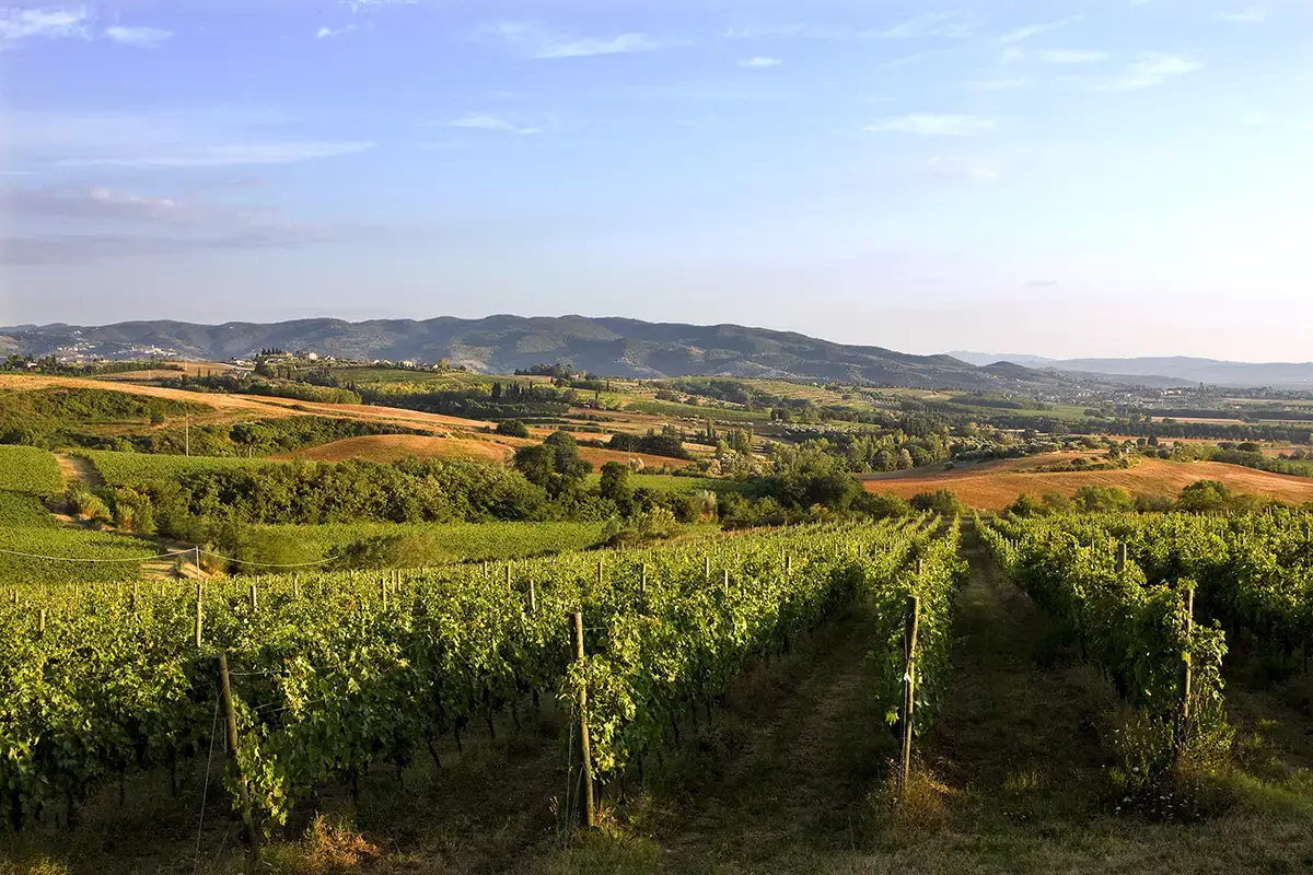 Vigna Monticchio, Torgiano Montefalco, Colli del Trasimeno e Torgiano: i vini emblema dell&rsquo;Umbria
