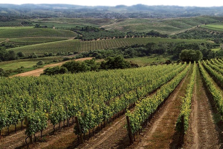 L'azienda può contare su 110 ettari vitati (Gaslini Alberti, da ottant’anni la famiglia del vino in terra pisana)
