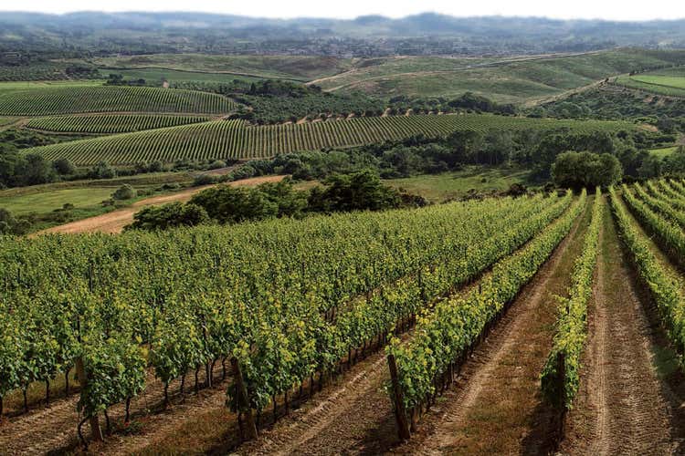 L'azienda pu&ograve; contare su 110 ettari vitati (Gaslini Alberti, da ottant&rsquo;anni la famiglia del vino in terra pisana)
