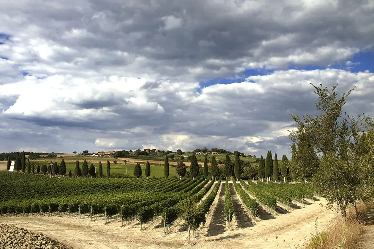 Il vigneto di Capitoni Vent'anni di vino per Capitoni, quattro etichette in degustazione
