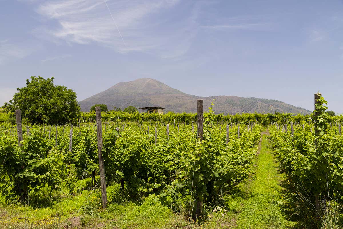 Quattro consorzi, una sola voce: la Campania del vino al Merano WineFestival 2025 Quattro consorzi, una sola voce: la Campania del vino al Merano WineFestival 2025