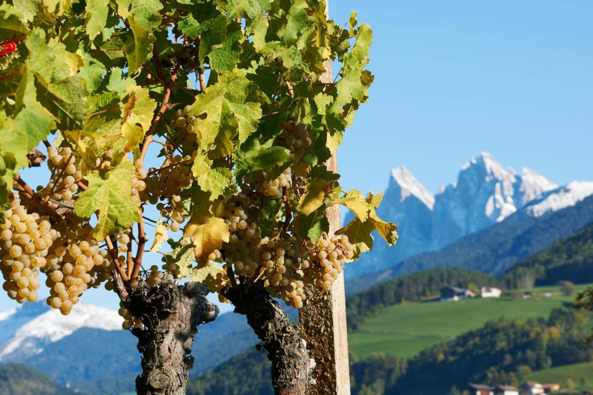 Concorso Müller Thurgau, qualità alta e punteggi ravvicinati: ecco i vincitori