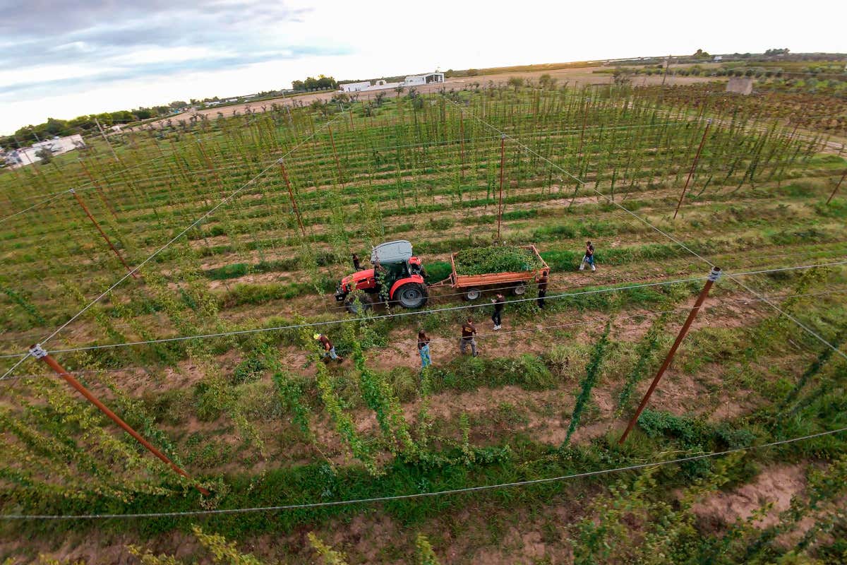 Come nasce una birra agricola in Puglia: la filiera che porta il Salento nel bicchiere