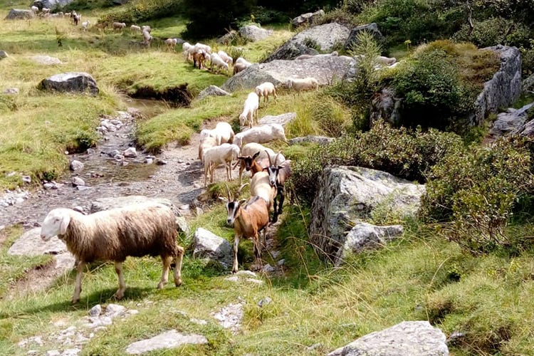 La vita di pastori, malghesi e allevatori  (Val Camonica, una lotta continua quando le istituzioni non aiutano)
