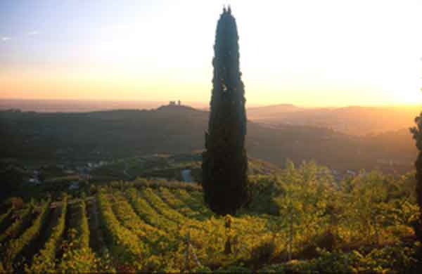 Valpolicella, zona di Illasi