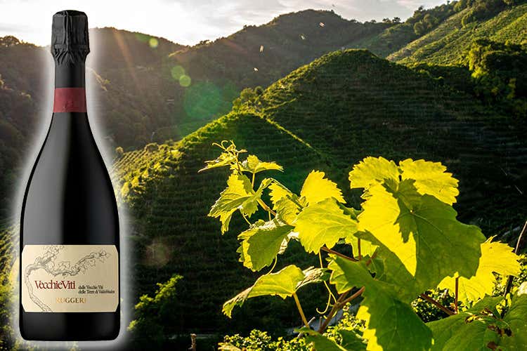 Valdobbiadene Prosecco Superiore Docg Brut Millesimato “Vecchie viti” di Ruggeri - Vecchie viti di Ruggeri, omaggio alle piante più antiche