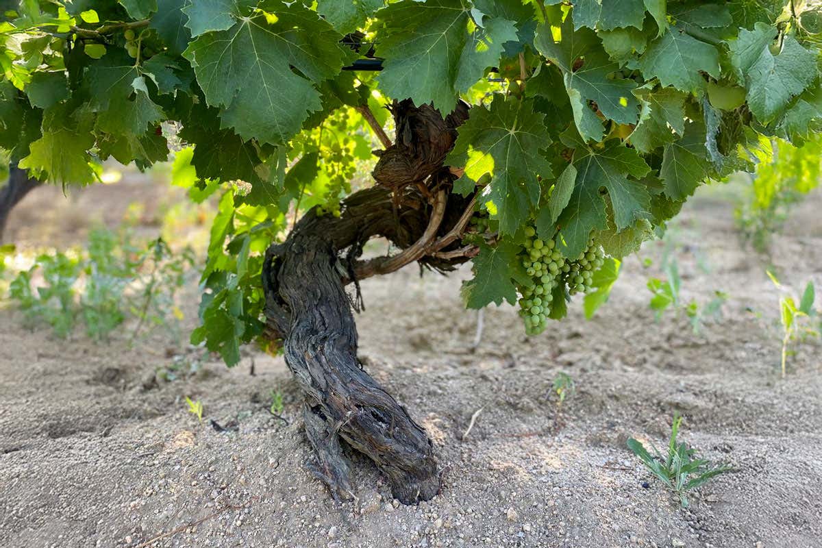 Meno etichette, più qualità: tutti i risultati della Guida ai Migliori Vini della Sardegna