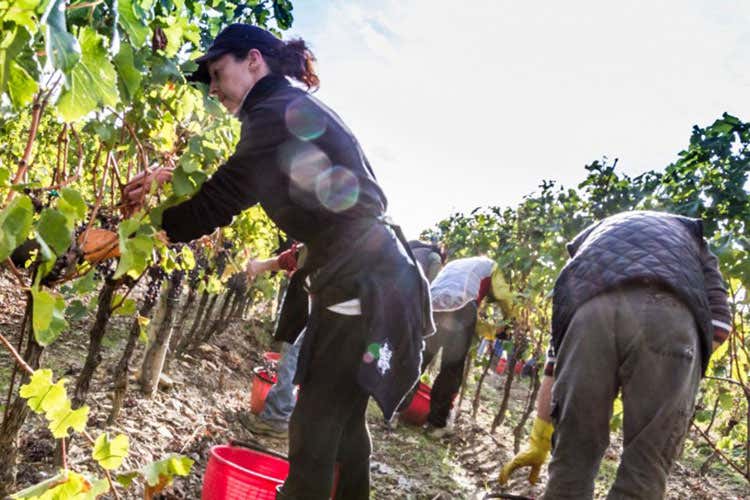 Vendemmia 2017 nei vigneti Livon Calo di produzione, ma ottima qualità Vendemmia 2017 nei vigneti Livon Calo di produzione, ma ottima qualità