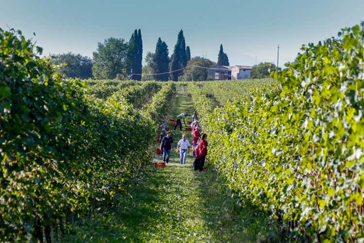 Al via la vendemmia nel Nord Italia