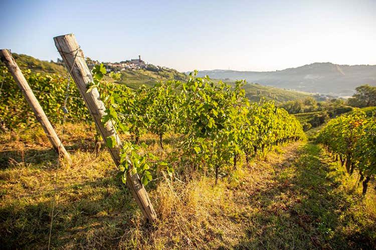 I vigneti - Castello di Cigognola guarda oltre e anticipa la vendemmia in Oltrepò I vigneti - Castello di Cigognola guarda oltre e anticipa la vendemmia in Oltrepò