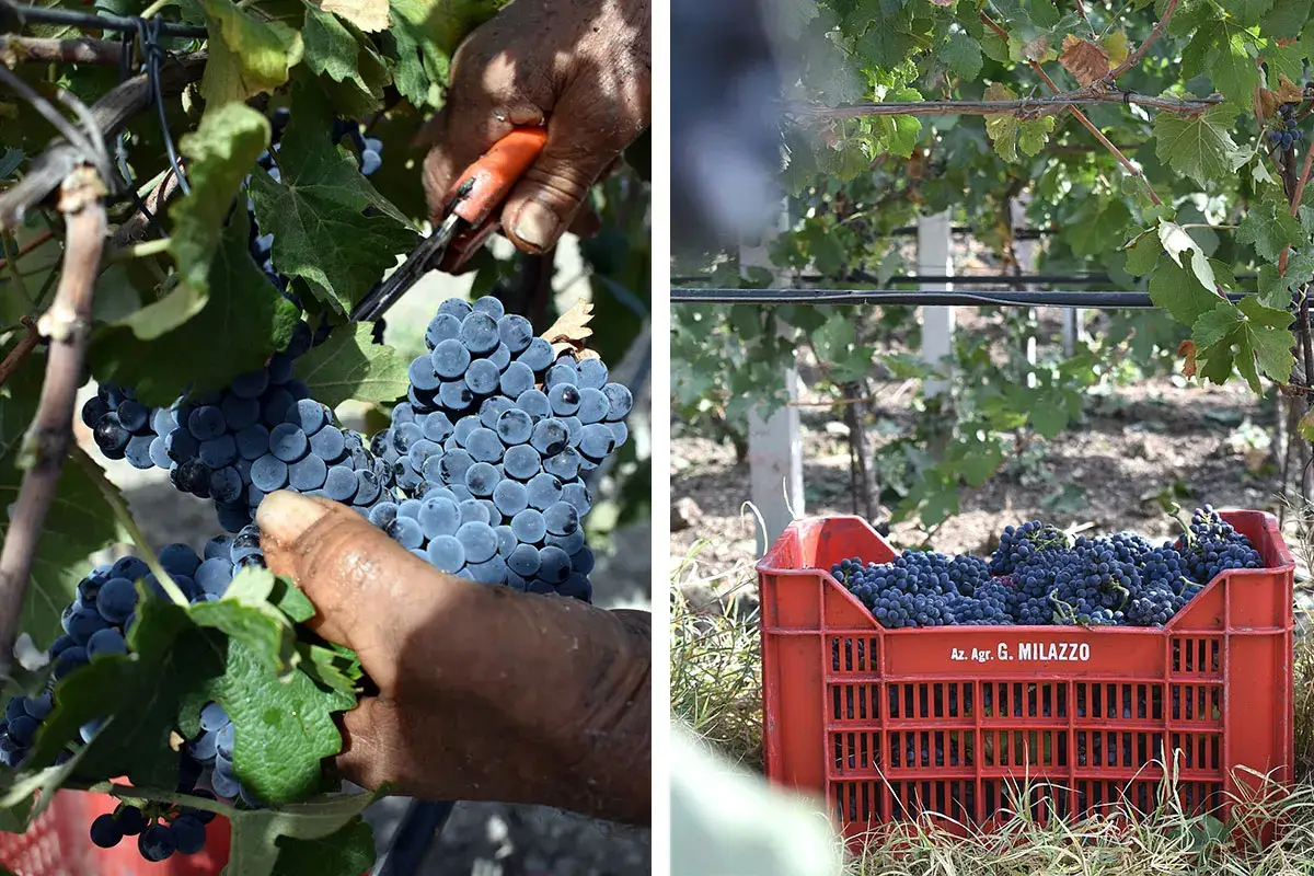 Milazzo, l&rsquo;evoluzione della tradizione vinicola siciliana
