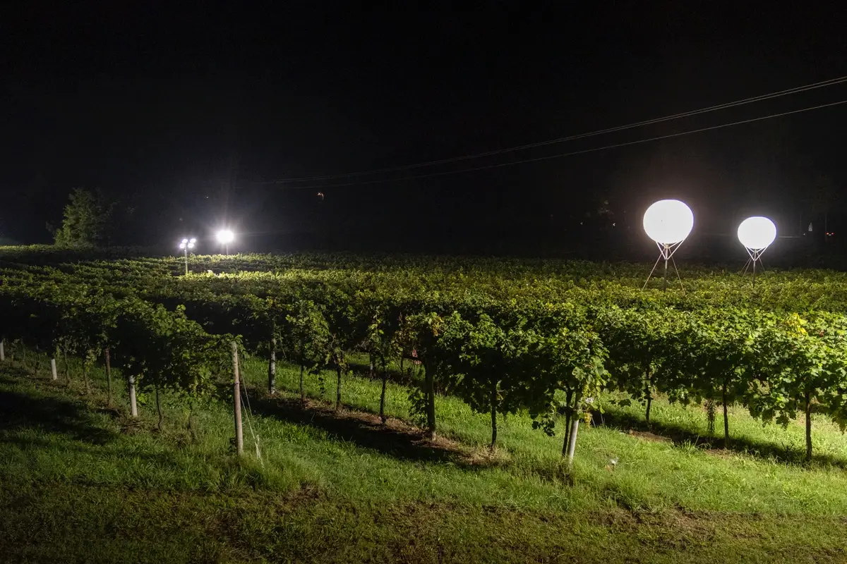 Ottava edizione della Vendemmia Notturna &ldquo;Grappoli di Luna&rdquo; di La Vigna di Sarah DA FINIRE - Vendemmia Notturna
