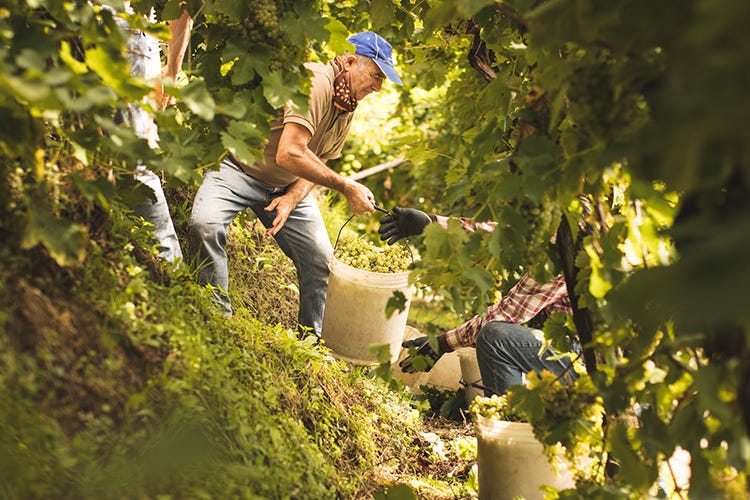 La vendemmia eroica rappresenta il momento di massima ingegnosità dei viticoltori del territorio
