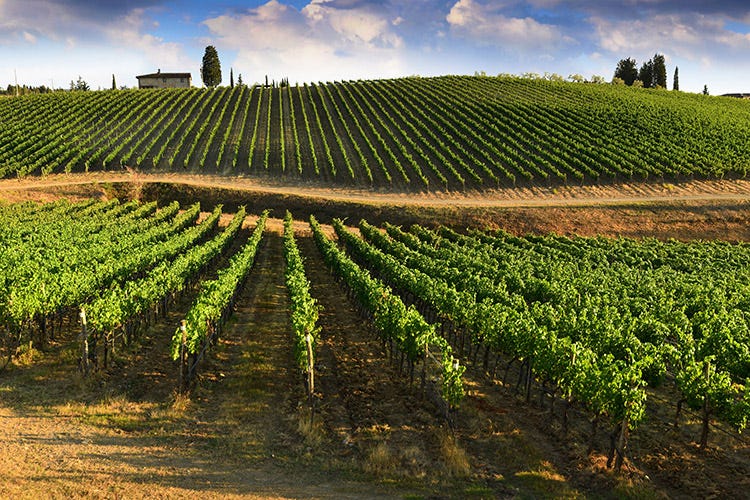Le colline vitate toscane promettono un 2019 positivo (Vendemmia in Toscana Si stimano 2,2 milioni di ettolitri)