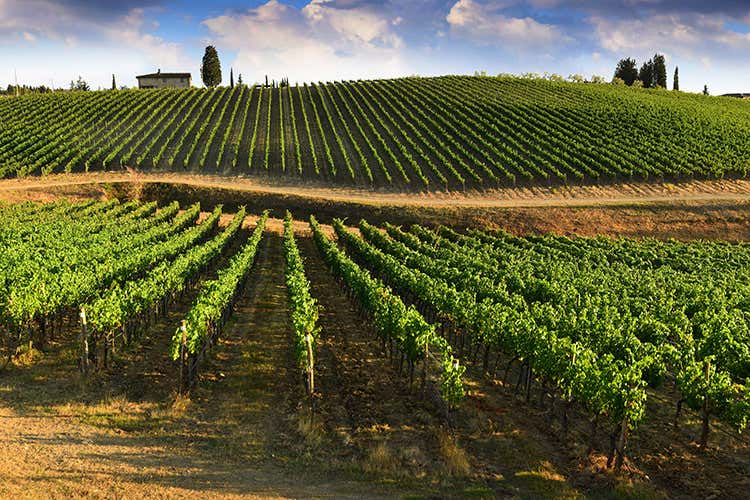 Le colline vitate toscane promettono un 2019 positivo (Vendemmia in Toscana Si stimano 2,2 milioni di ettolitri)