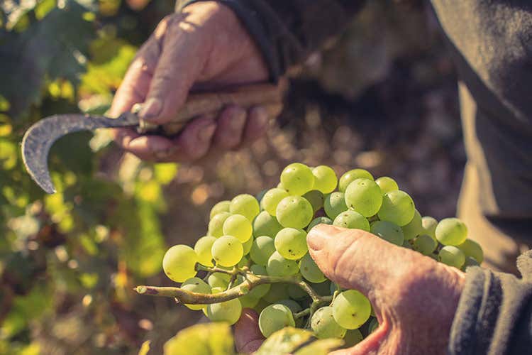 Vendemmia, ottima ma moderata Al Veneto primato di produzione