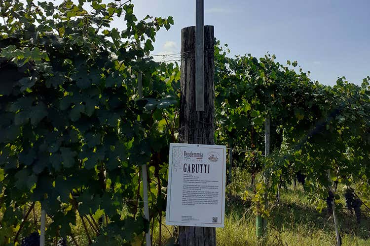Di fronte ad ogni cru una scheda descrittiva - Cultura del vino a Serralunga d'Alba con la prima Vendemmia Tricolore Di fronte ad ogni cru una scheda descrittiva - Cultura del vino a Serralunga d'Alba con la prima Vendemmia Tricolore