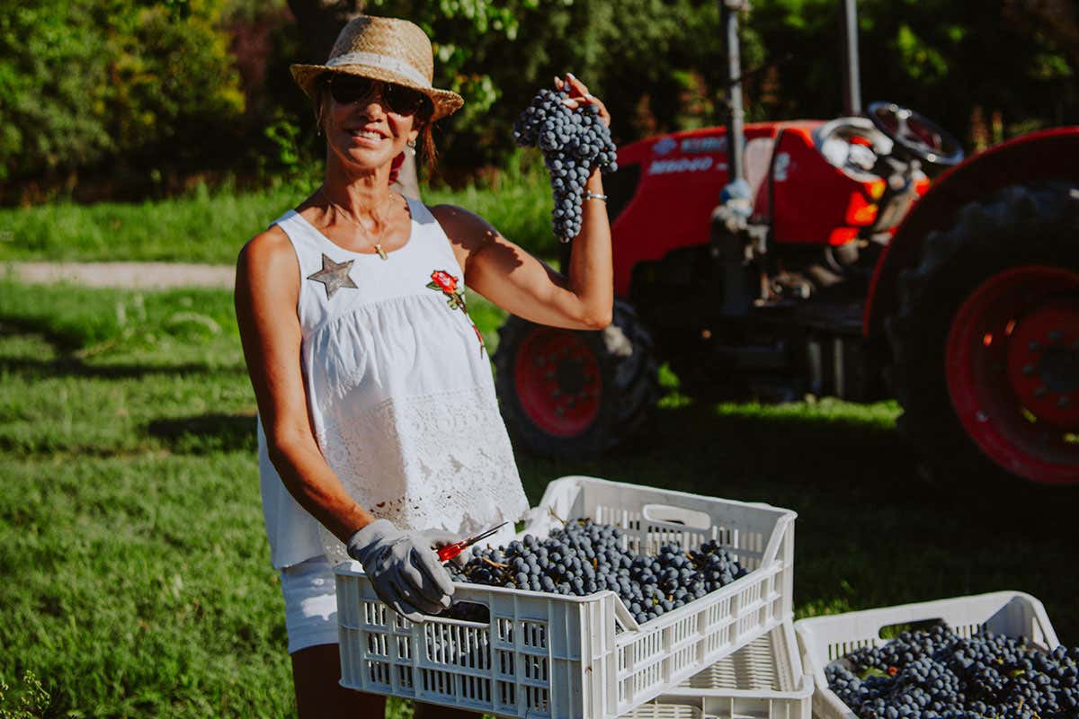 Profumi di Mosto, la Valtènesi apre le cantine per un'edizione da record