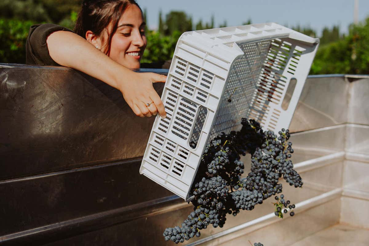 Profumi di Mosto, la Valtènesi apre le cantine per un'edizione da record
