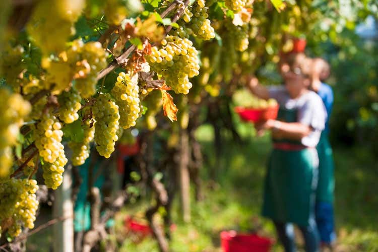 La vendemmia è partita anche in Franciacorta - Vendemmia al via tra le polemiche In Franciacorta serve manodopera
