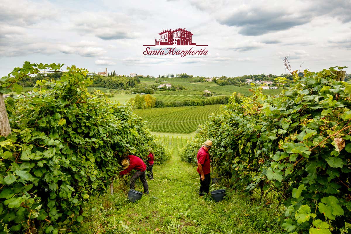 Per i Prosecco Superiore Docg Millesimati di Santa Margherita arriva la certificazione biologica