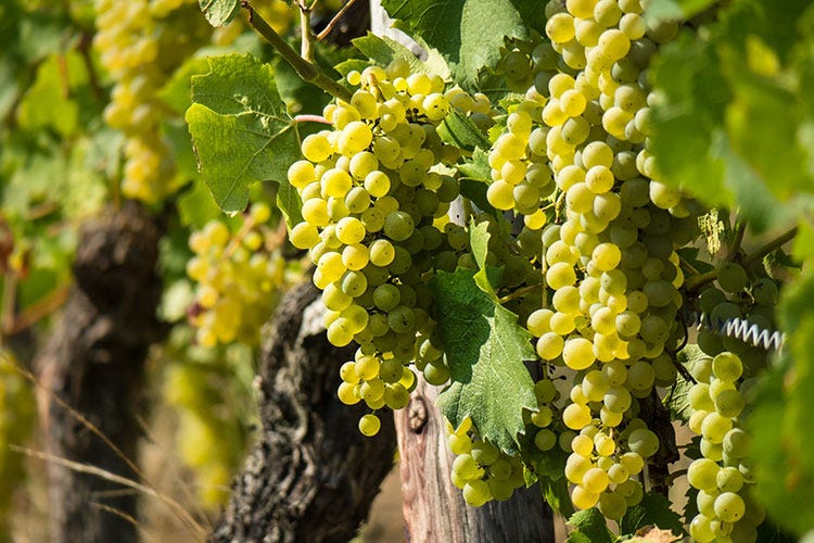 11 milioni gli ettolitri di vino prodotti (Il Veneto trascina l’Italia del vino 11 milioni di ettolitri nel 2019)