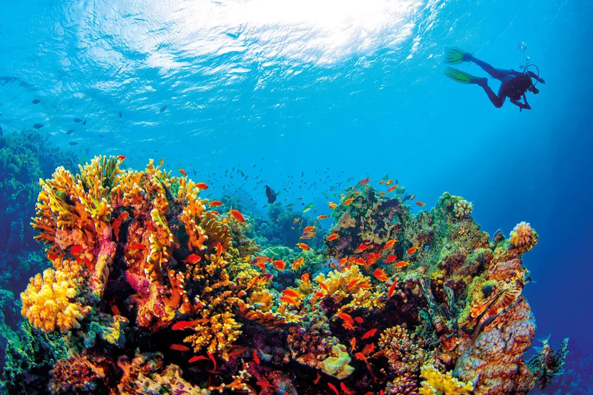 Snorkeling e immersioni sulla barriera corallina Marsa Alam: meta da sogno tra storia, natura e divertimento