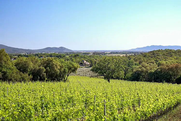 Vermentino, prima variet&agrave; a bacca bianca in Maremma