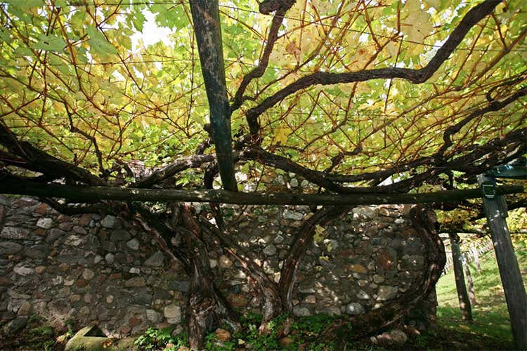 Un vitigno coltivato sulla tradizionale pergola - Versoaln, vino vivace e fruttato dalla vite più grande del mondo Un vitigno coltivato sulla tradizionale pergola - Versoaln, vino vivace e fruttato dalla vite più grande del mondo
