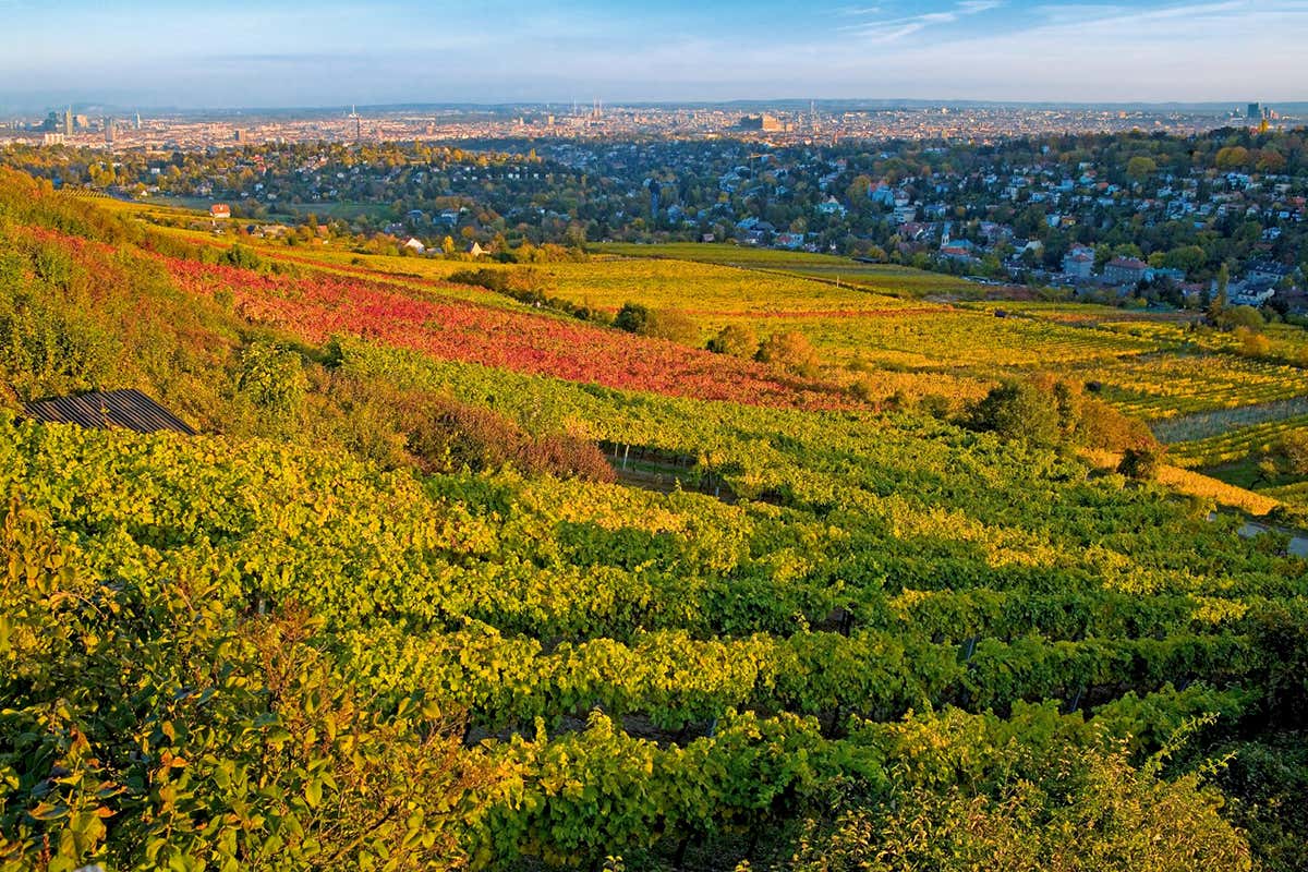 Tra vigneti urbani e Heurige, Vienna è l’unica metropoli con una produzione vinicola interna