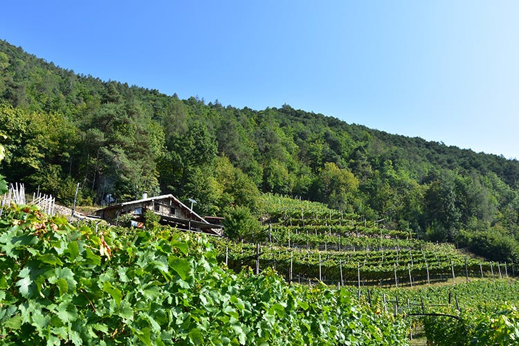 Viticoltura in cima al Trentino Oro per il Müller Thurgau eroico