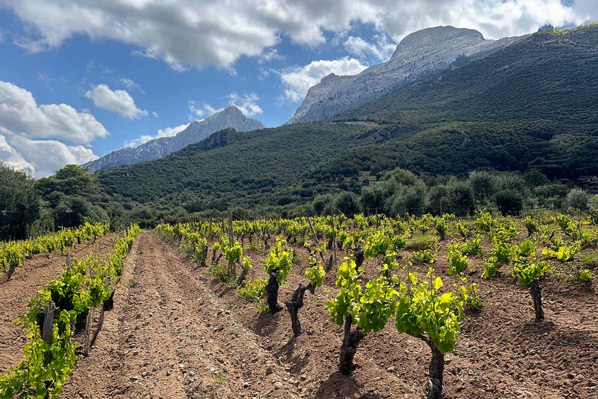 Meno etichette, più qualità: tutti i risultati della Guida ai Migliori Vini della Sardegna