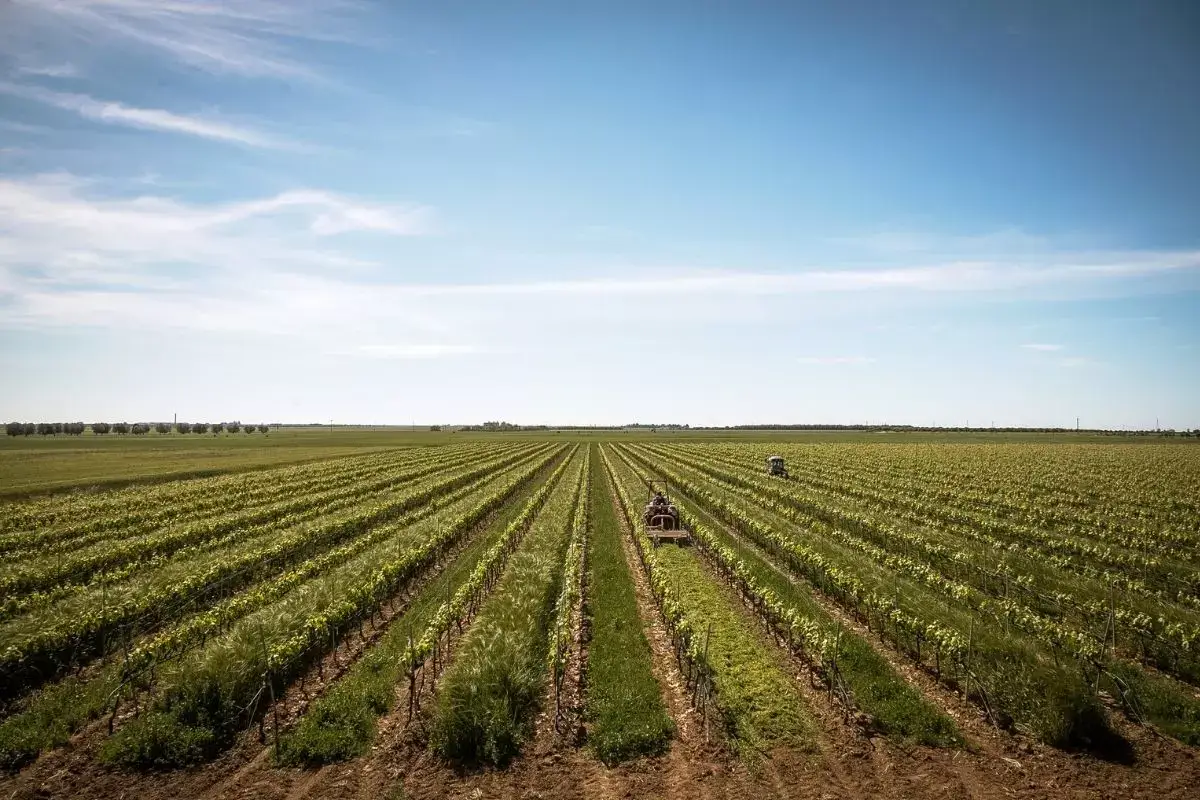 Vista sui vigneti