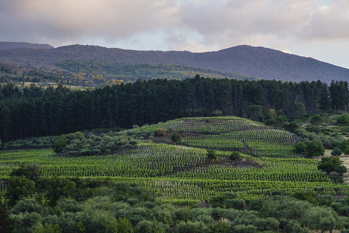 Il vigneto di Contrada Guardiola a circa 1000 metri sul livello del mare I vini di quota di Cusumano Il vigneto di Contrada Guardiola a circa 1000 metri sul livello del mare I vini di quota di Cusumano