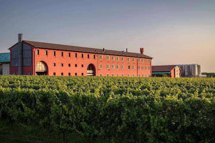 I monovarietali di Vigneti Le Monde Per il 70% bianchi, raccontano il Friuli